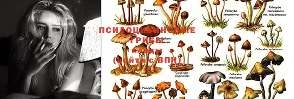 PSILOCYBIN Бронницы